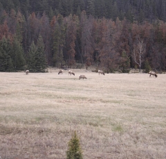 elk_5324