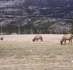 elk_5340