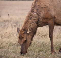 elk_5342