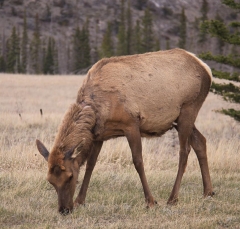 elk_5343