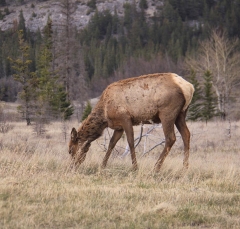 elk_5345