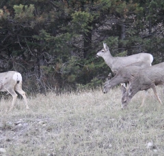 muledeer_5322