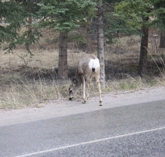 muledeer_5331