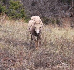 sheep_5346