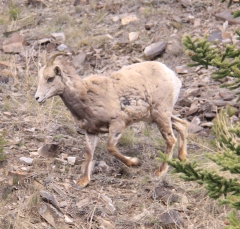 sheep_5348