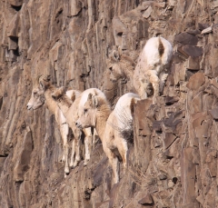 sheep_5350