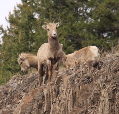 sheep_5351