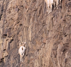 sheep_5352