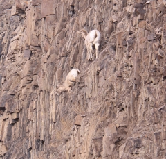 sheep_5354
