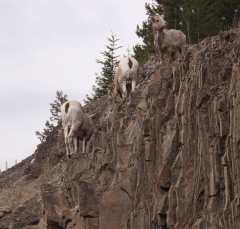 sheep_5357