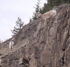 sheep_5361