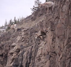 sheep_5364