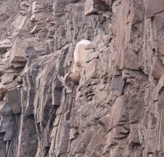 sheep_5365