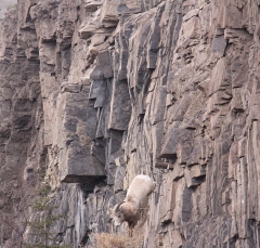sheep_5369