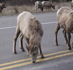 sheep_5370