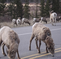 sheep_5372