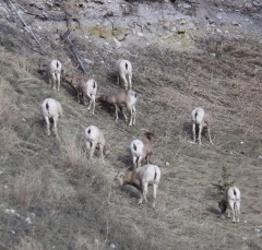 sheep_5379