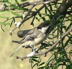 chickadee1