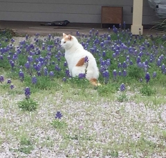 1150
