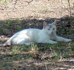 DSCF4960cat43