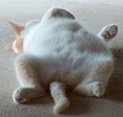 DSCF4978cat42