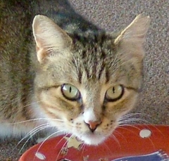DSCF5107cat44