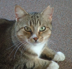 DSCF5111cat46