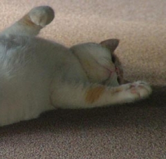 DSCF5165cat47