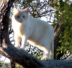 DSCF5229cat49