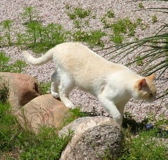 DSCF5317cat50
