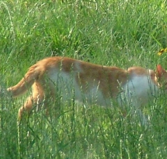 DSCF5430cat52