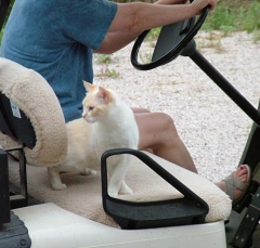 DSCF5447cat54