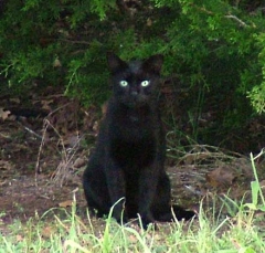 DSCF5559cat55