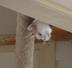 DSCF5562cat56