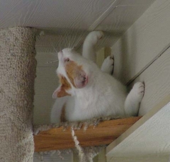 DSCF5563cat57
