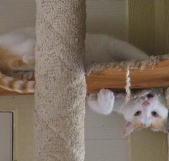 DSCF5565cat58