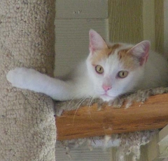 DSCF5566cat59