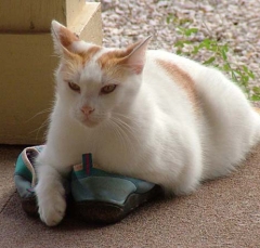 DSCF5613cat61