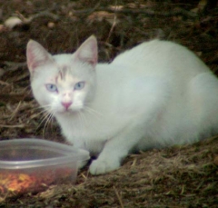 cat1