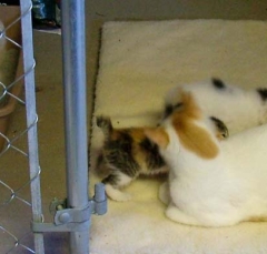 cat10