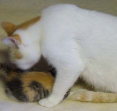 cat11