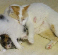 cat13