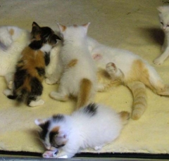 cat14