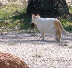cat15