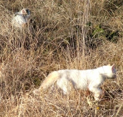 cat16