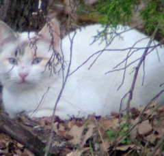 cat18