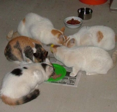 cat19