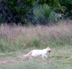 cat2