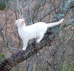 cat20