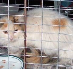cat21